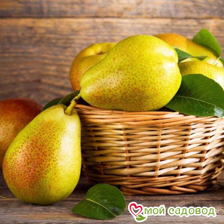 Груша Пермячка Летняя
