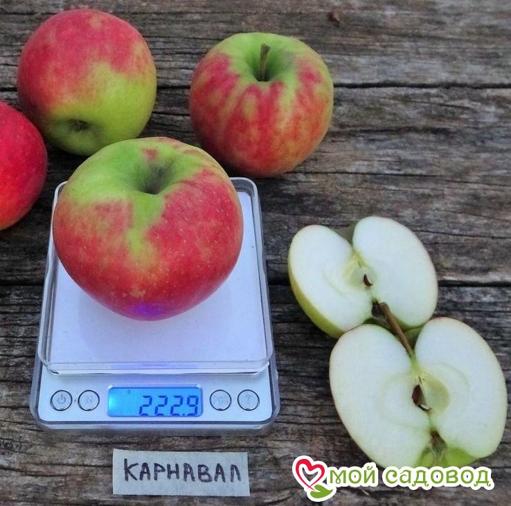 Яблоня Карнавал