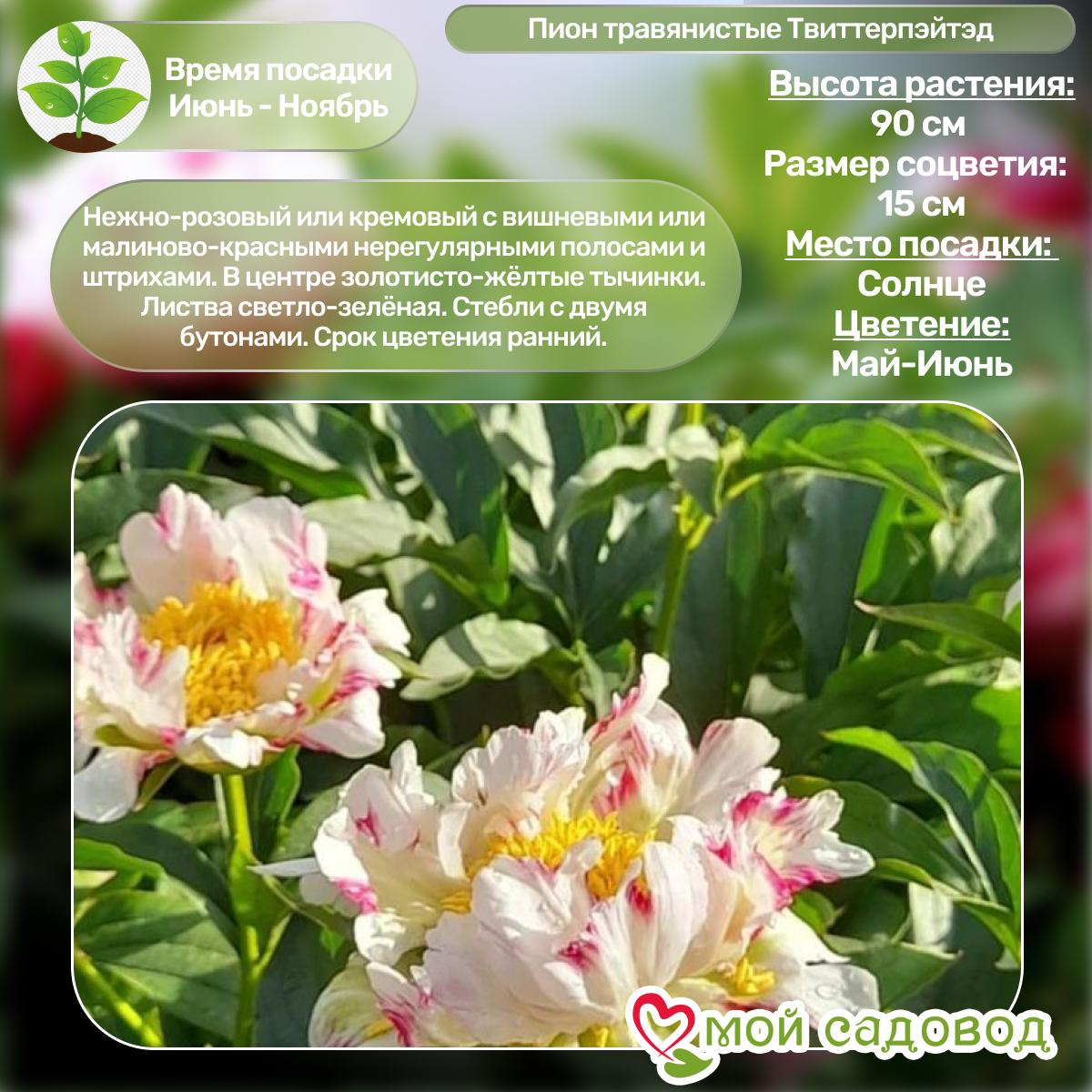 Комплект Пионов - Эксклюзив!