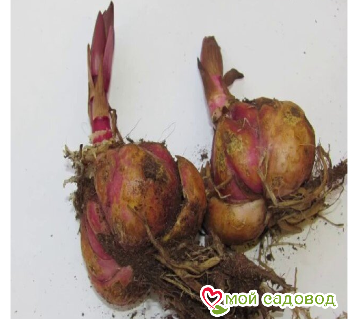 Лилия Висперин Пэтулзар