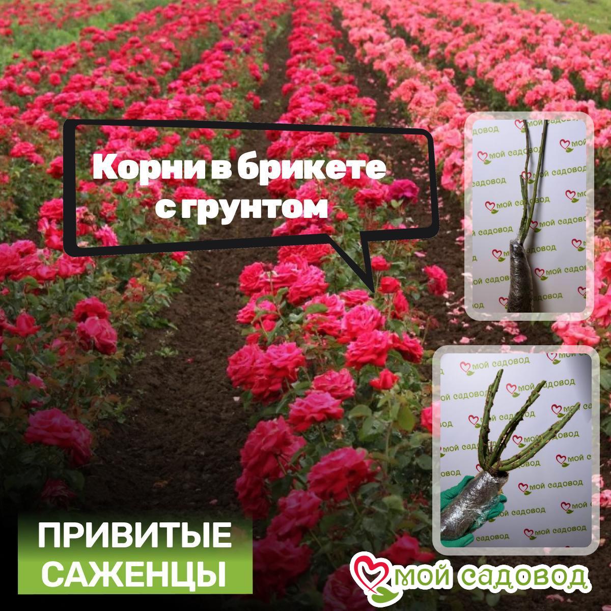 Роза плетистая Лифти Пинк